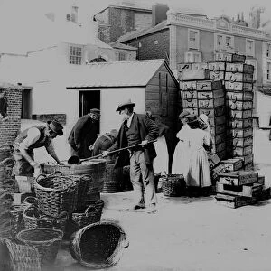 Fish being packed into a barrel, St Ives, Cornwall. 1904