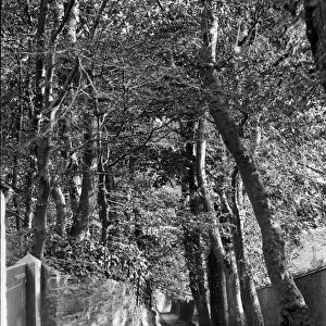 Foxs Lane, Falmouth, Cornwall. Early 1900s