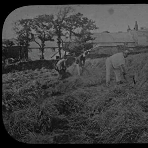 Hand cutting corn, Belle Vue, Redruth, Cornwall. Around 1870s