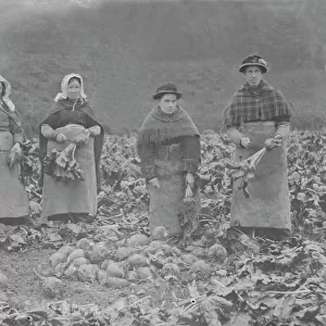 Harvesting mangolds, Cornwall. Around 1900 or earlier