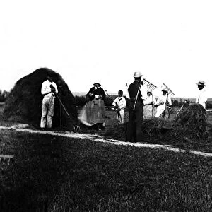 Haymaking, near Padstow, Cornwall. Around 1900