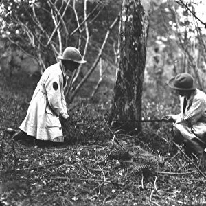Members of First World War Womens Land Army engaged in tree felling in Cornwall. May 1918