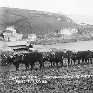 Oxen at work, Mevagissey, Cornwall. 1892