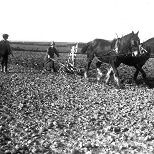 Ploughing with a team of two horses, Cornwall. Early 1900s