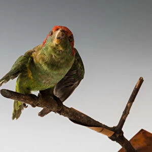 Red-masked Parakeet (Psittacara erythrogenys), Ecuador or Peru, South America