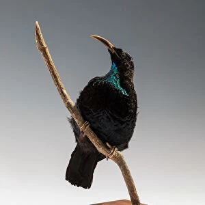 Riflebird (Ptiloris), Queensland, Australia