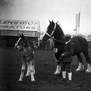 The Royal Cornwall Show, Camborne, Cornwall. 13th-14th June 1923