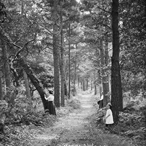 Scotts Wood, Constantine, Cornwall. Early 1900s