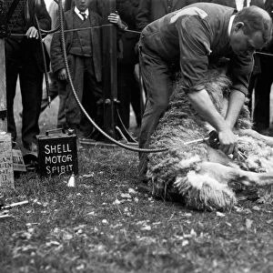Sheep shearing, Royal Cornwall Show, Camborne, Cornwall. 9th-10th June 1915