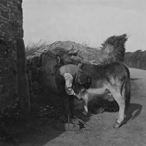 Shoeing a horse, probably Padstow area, Cornwall. Early 1900s