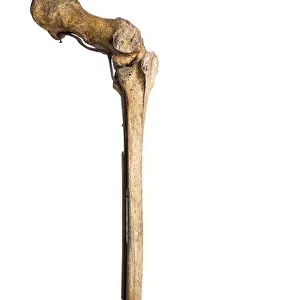 South Island Giant Moa (Dinornis robustus) Right Leg, Castle Hill Station, Canterbury, South Island, New Zealand