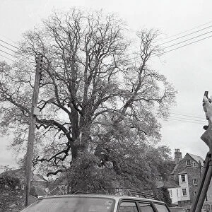 Tree Measurement, Lostwithiel, Cornwall. May 1992