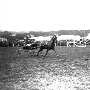 Trotting event, Royal Cornwall Show, Camborne, Cornwall. 1923 or 1927