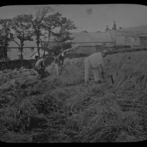 Agriculture Photographic Print Collection: Redruth
