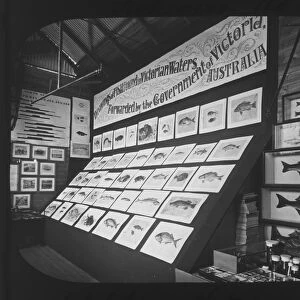 Victoria, Australia exhibit at the Cornwall County Fisheries Exhibition, Truro, Cornwall. July to August 1893