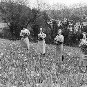Women picking daffodils, River Fal, Cornwall. Around 1920s