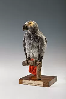 Zoology Collection: African Grey Parrot (Psittacus erithacus), Africa
