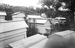 Images Dated 13th September 2016: Beehives and beekeepers, unidentified location, Cornwall. Early 1900s