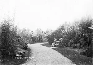 Images Dated 11th December 2017: Boscawen Park, Truro, Cornwall. Early 1900s