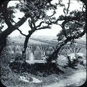 Images Dated 12th September 2016: Collegewood viaduct, Penryn, Cornwall. Early 1900s