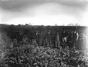 Agriculture Collection: Cutting broccoli, near Penzance, Cornwall. Early 1900s