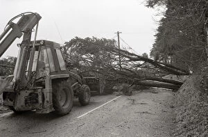 Images Dated 21st July 2018: Fallen Tree, Fowey, Cornwall. January 1990