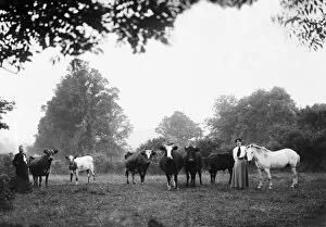 Images Dated 14th August 2017: A farming scene, Grampound, Cornwall. June 1911