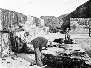 Gorran Haven Collection: Fishermen attending to nets in Gorran Haven harbour, Cornwall. 7th June 1909
