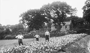 Agriculture Collection: Gardeners, Cornwall. Early 1900s