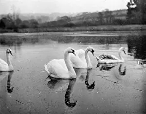 Falmouth Collection: Group of mute swans in Swanpool, Falmouth, Cornwall. Around 1925