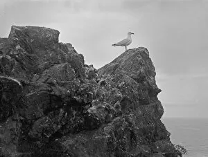 Mullion Collection: Gull on rock, Mullion Island (Porth Mellin), Mullion, Cornwall. 10th June 1908