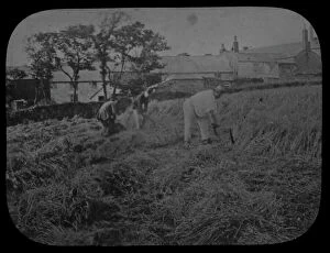 Images Dated 29th November 2016: Hand cutting corn, Belle Vue, Redruth, Cornwall. Around 1870s