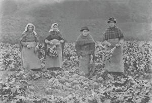 Agriculture Collection: Harvesting mangolds, Cornwall. Around 1900 or earlier