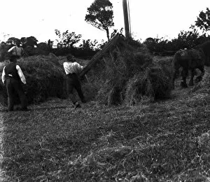 Images Dated 13th September 2016: Haymaking, Cornwall. May-June 1916