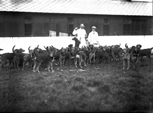 Images Dated 5th September 2016: Hounds, Scorrier House, Gwennap, Cornwall. Early 1900s