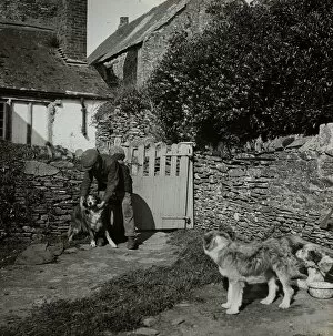 Images Dated 17th December 2015: Man with dogs, Tolverne Barton, Philleigh, Cornwall. Around 1925