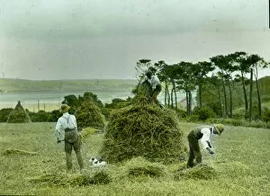 Agriculture Collection: Three men building a Cornish Mow. 1900