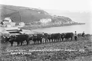 Images Dated 13th September 2016: Oxen at work, Mevagissey, Cornwall. 1892
