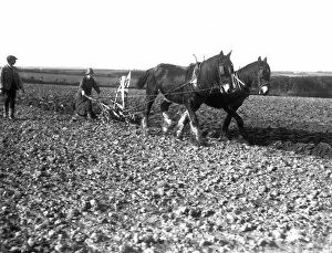 Agriculture Collection: Ploughing with a team of two horses, Cornwall. Early 1900s