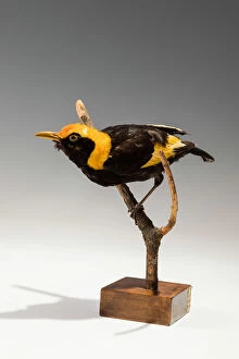 Zoology Collection: Regent Bowerbird (Sericulus chrysocephalus), New South Wales, Australia