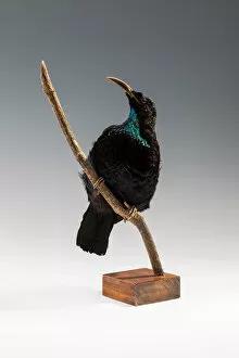 Zoology Collection: Riflebird (Ptiloris), Queensland, Australia
