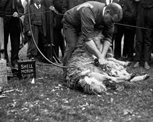 Agriculture Collection: Sheep shearing, Royal Cornwall Show, Camborne, Cornwall. 9th-10th June 1915