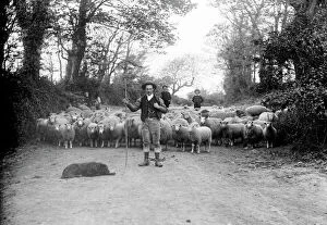 Images Dated 26th September 2016: Shepherd with sheep, Cornwall. Late 1800s