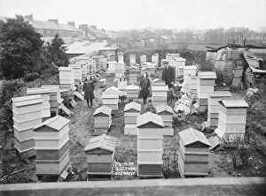 Gwinear Collection: Thomas Hendra Stapletons Beehives at Gwinear, Cornwall. 1912-1913