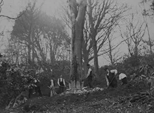 Kea Collection: Tree felling, Killiow Estate, Kea, Cornwall. Early 1900s