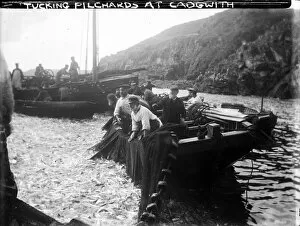 Images Dated 29th November 2016: Tucking Pilchards at Cadgwith, Cornwall. Late 1800s