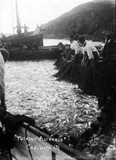 Cadgwith Collection: Tucking pilchards at Cadgwith, Cornwall. Late 1800s