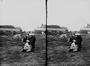 St Just in Penwith Collection: Two women milking cows in a field, St Just in Penwith, Cornwall. Late 1800s