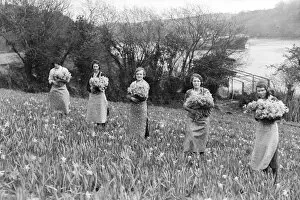 Agriculture Collection: Women picking daffodils, River Fal, Cornwall. Around 1920s