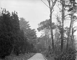 Perranarworthal Collection: The Yew Walk at Goonvrea House, Perranarworthal, Cornwall. December 1924